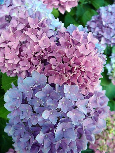 HORTENSIAS PAQUETE X 12 UNIDADES