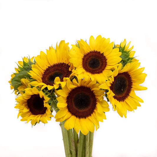 GIRASOLES CENTRO CAFE  X 5 UNIDADES