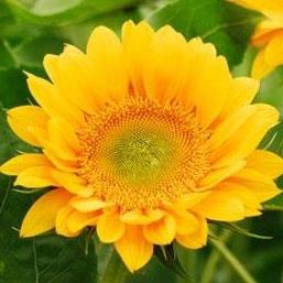 GIRASOL CENTRO VERDE X5