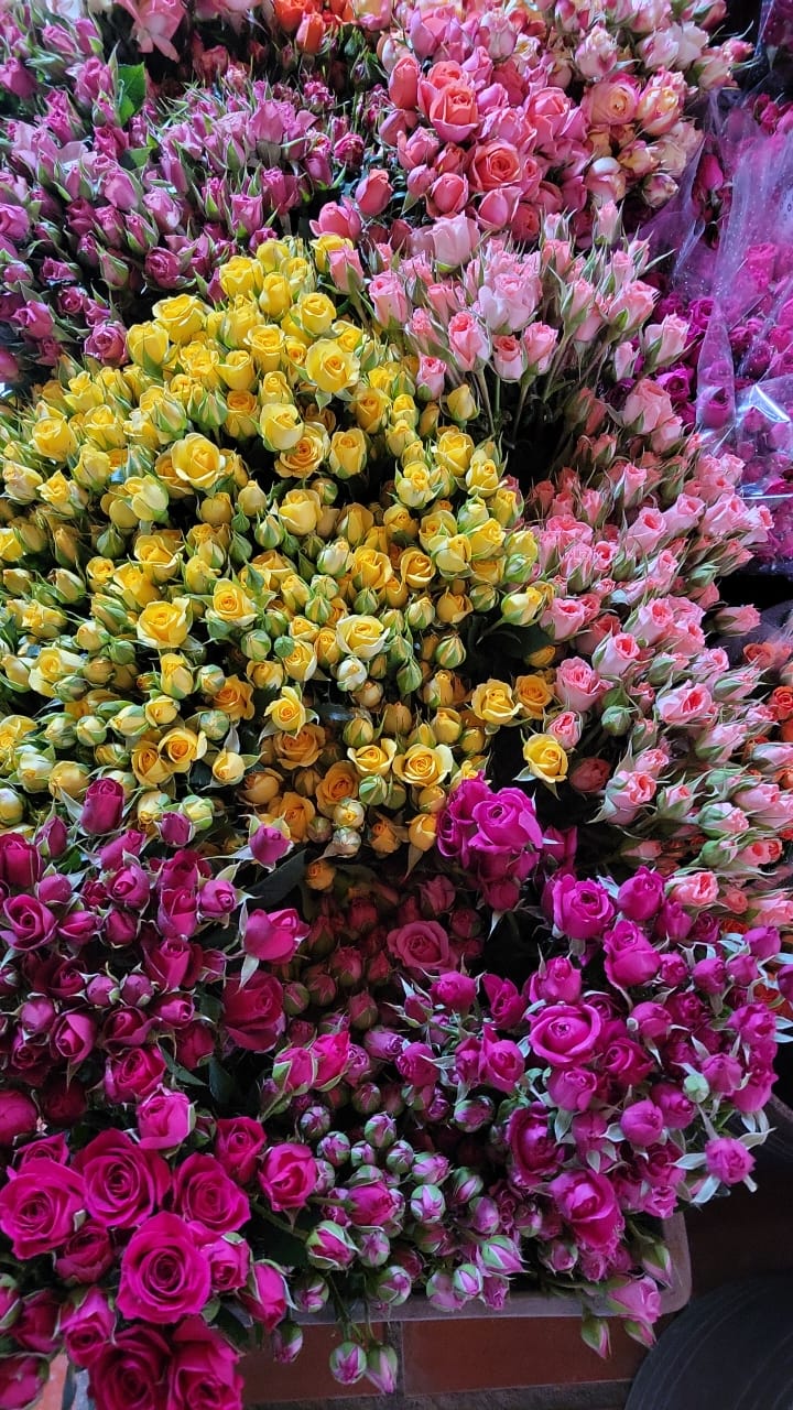 SPRAY ROSES SPR ASSORTED