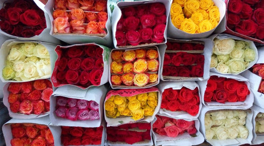 ROSAS PAQUETE X 12 UNIDADES